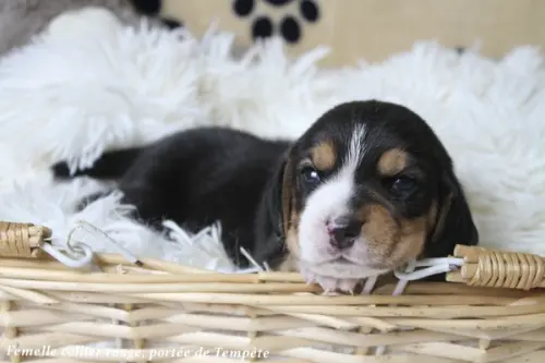 Chiots Beagle LOF à réserver - Portée de Tempête