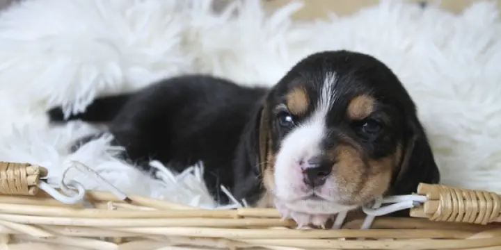 Chiots Beagle LOF à réserver - Portée de Tempête