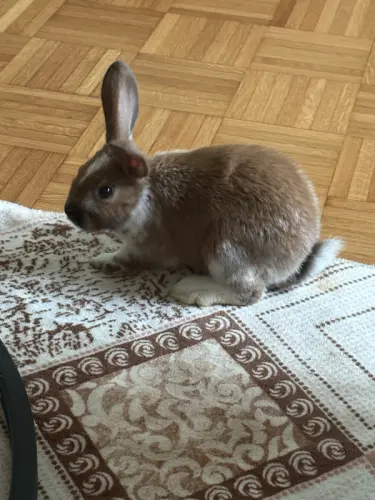 Lapin bélier nain felmelle de six mois à Renens