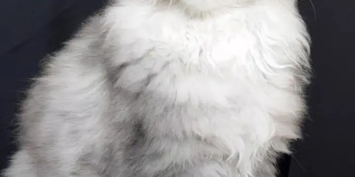 Adorables chatons Maine Coon avec un pedigree