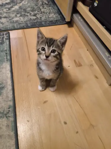 Chatte femelle cherche foyer plus accueillant à eclepens