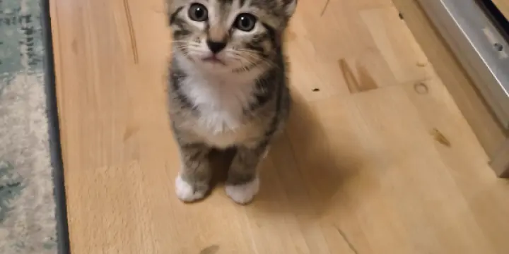 Chatte femelle cherche foyer plus accueillant