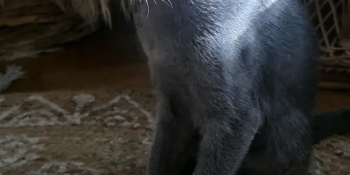 Chatons moitié siamois