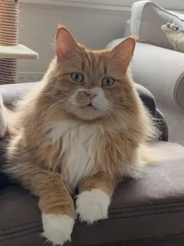 Chat Perdu à Eclépens