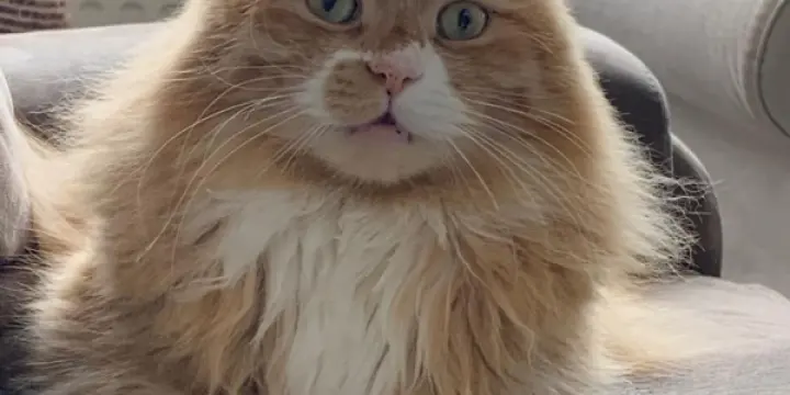 Chat Perdu