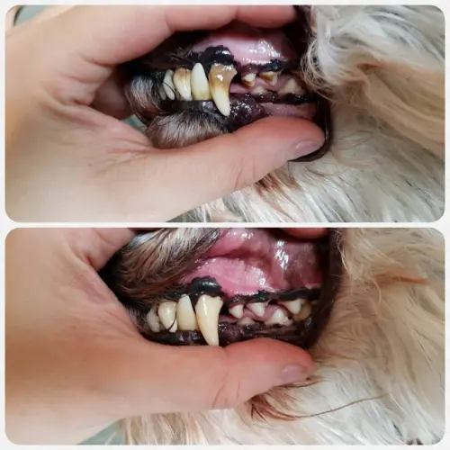 Détartrage pour chiens sans anesthésie à Sorens
