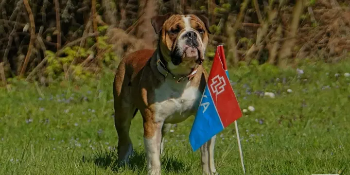 Bulldog continental  mâle