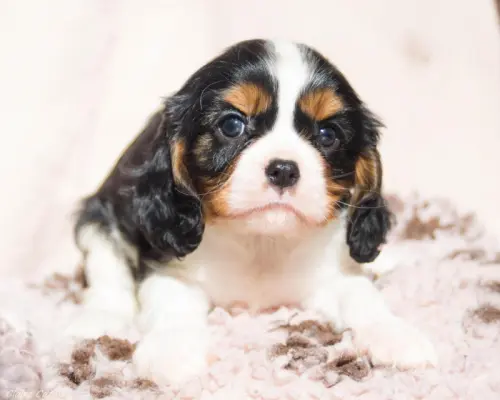 Cavaliers King Charles Chiots à Capelle et Masmolene