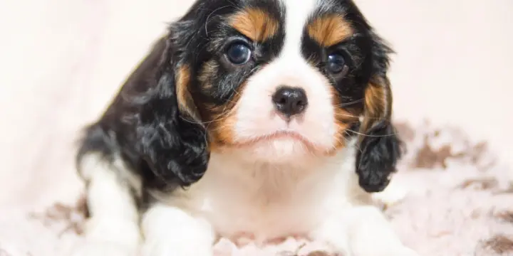 Cavaliers King Charles Chiots