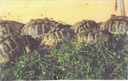 A vendre tortues à Marin-Epagnier