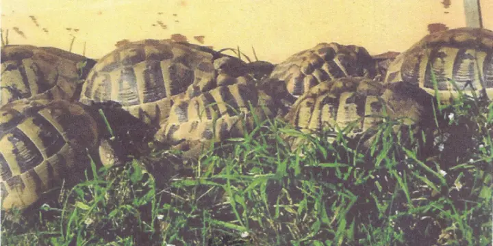A vendre tortues
