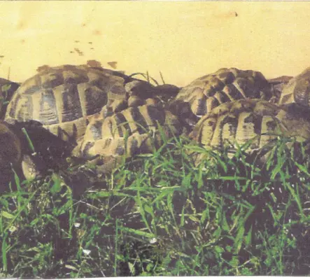 A vendre tortues