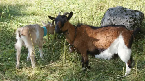 Chèvre de compagnie à Cornaux