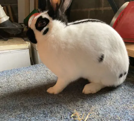 Lapins Tacheté Tchèque