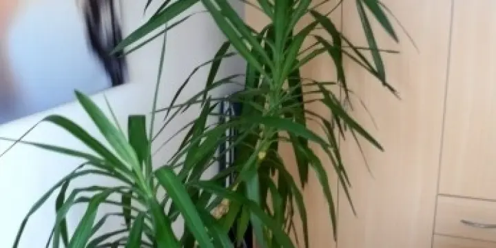 Superbe Youka de 1 mètre 50 environ
