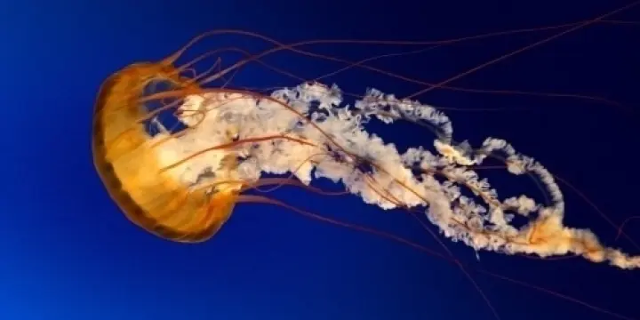 Pour amitié sexuelle durable