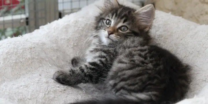 Chatons norvégien LOOF