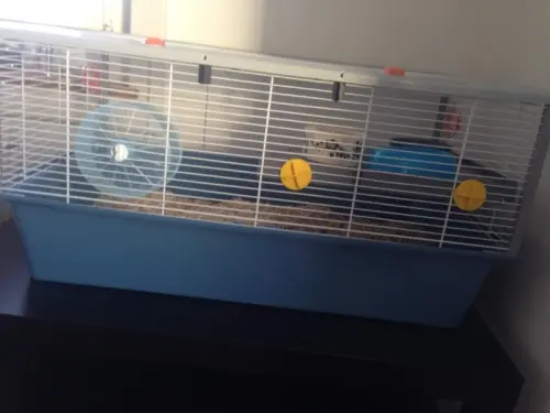 2 souris + cage + accessoires à Bulle