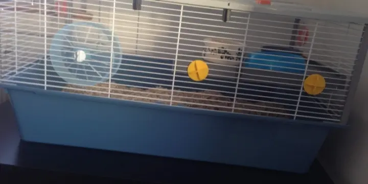2 souris + cage + accessoires