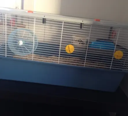 2 souris + cage + accessoires