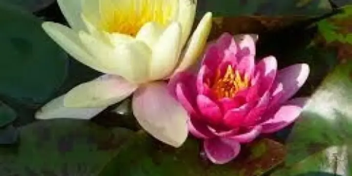 Je cherche une femme pour belle relation