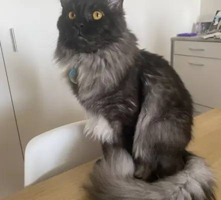 Mâle Sacré De Birmanie  Maine Coon pour sa...