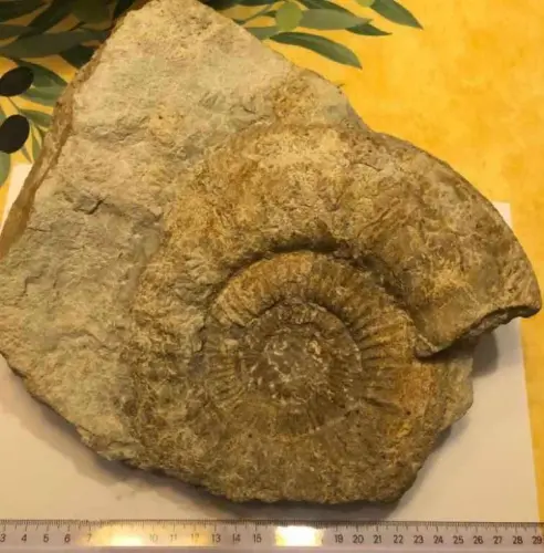 Ammonite jura Suisse à La Chaux-de-Fonds