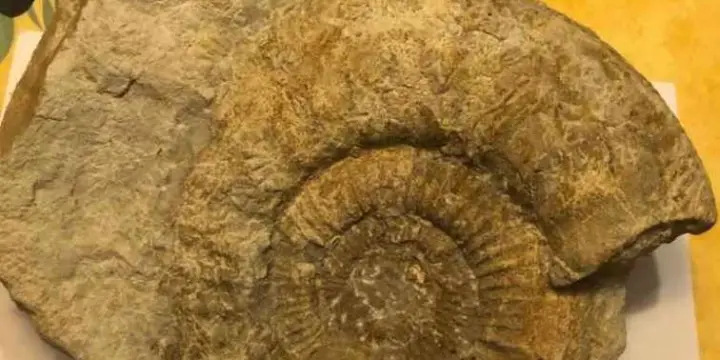 Ammonite jura Suisse
