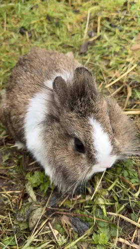 Lapins à adopter à Savagnier ( Neuchatel )