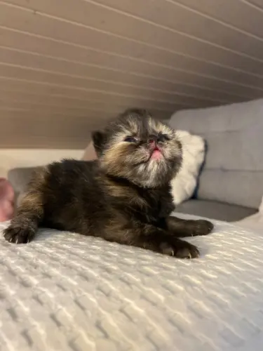 7  chatons 100% persans à vendre à Gimel