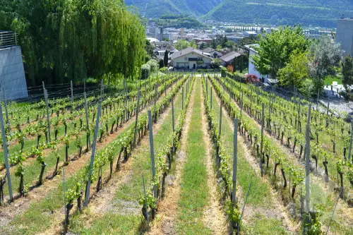 Magnifique parcelle surplombant Sierre dans zone villa de 1'099 m2