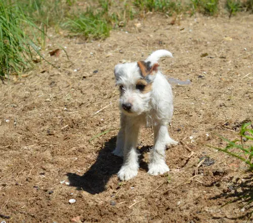 Chiots parson russell terrier LOF vaccinés disponibles de suite