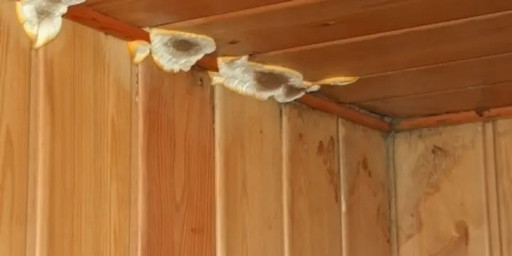 Eradiquez la mérule dans votre chalet !