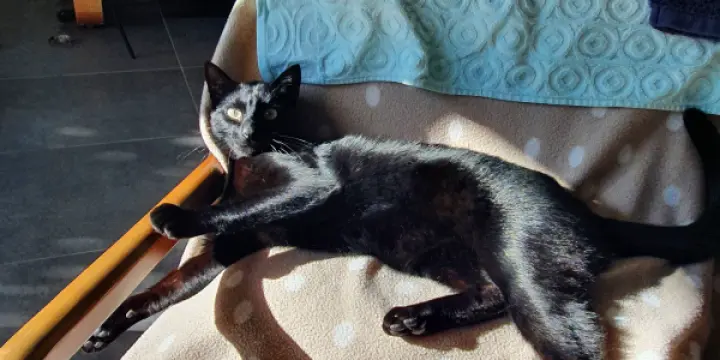 Recherche chaton pour lui offrir sa plus belle vie