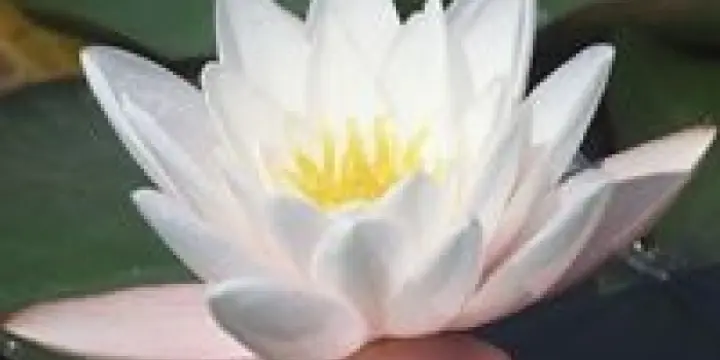 Crème raffermissante et Aroma massage