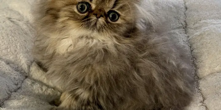 À vendre chaton persan