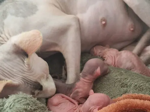 Adorables chatons sphynx à Fribourg