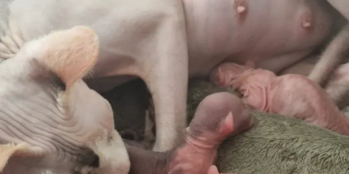 Adorables chatons sphynx