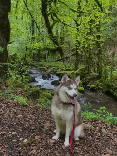 petite pomsky recherche une nouvelle famille aimante à Miécourt