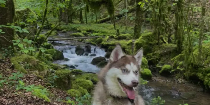 petite pomsky recherche une nouvelle famille aimante