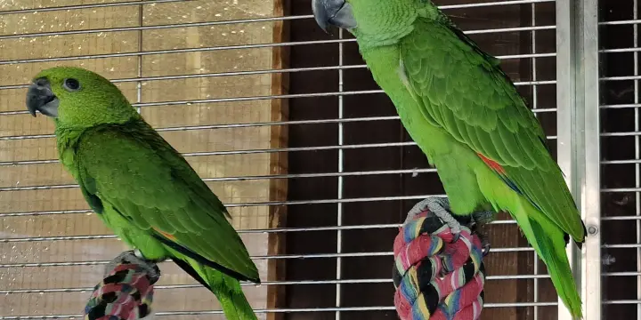 Amazones à nuque jaune (Amazona auropalliata)