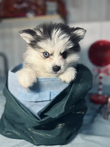 chiot pomsky gris loup mâle disponible de suite à SAPONCOURT