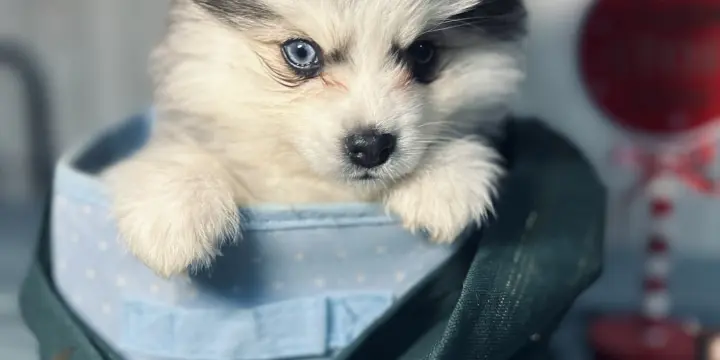 chiot pomsky gris loup mâle disponible de suite