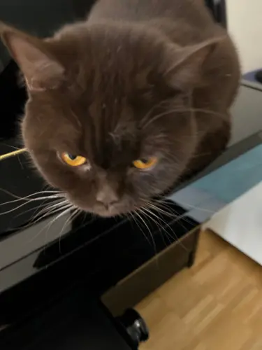 Chat mâle non castré à Genève