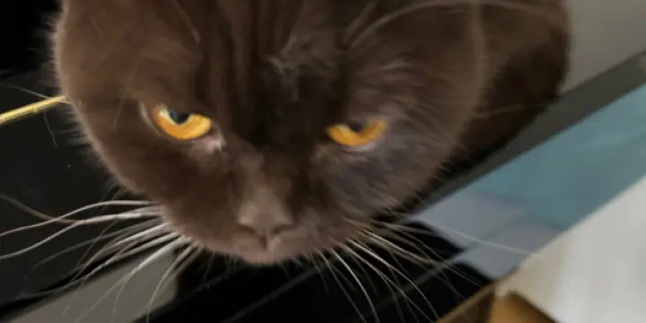 Chat mâle non castré