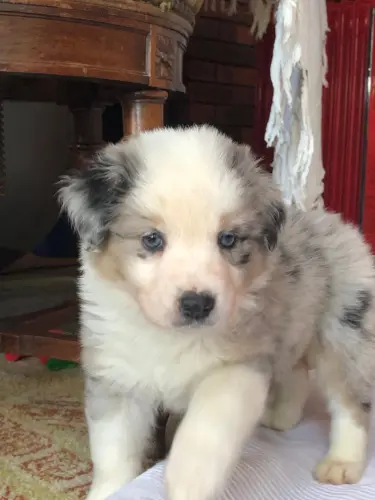 Chiots berger australien à réserver à Menthonnex-sous-Clermont
