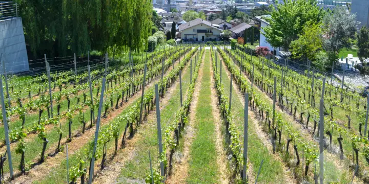 Magnifique parcelle surplombant Sierre dans zone villa de 1'099 m2
