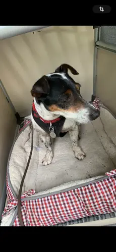 A adopter - cherche foyer à Berlens