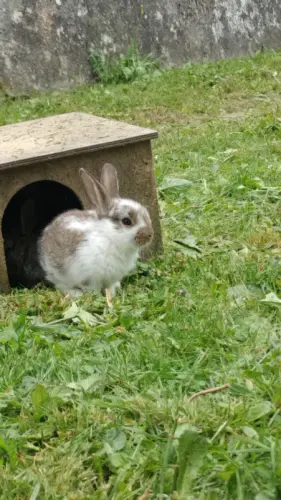 Bébé lapin mignon à Vulliens