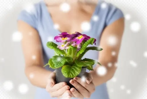 Le travail à domicile les soins de fleurs à Genève